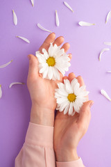 Wall Mural - Flat lay.Gentle female hands with white delicate flowers.art photo, top view, vertical photo