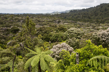 New Zealand native regenerated bush, scenic drive, waitakere ranges. Punga, tree ferns, manuka, Kauri, Rimu. Shades of green. Kanuka in flower, tiny white flowers. Like snow. Rainforest ecosystem, NZ.