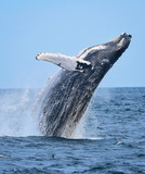 Breaching humpback whale (Megaptera novaeangliae).  Copy space.
