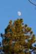 Pine Tree and Moon