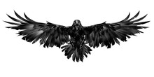 Drawn Flying Raven On A White Background