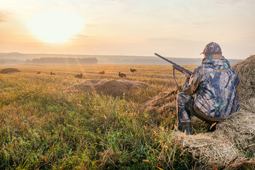 hunter in camouflage with a gun hunting on black grouse. hunting for game birds. hunters open season
