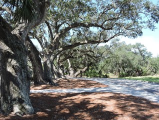 Wall Mural - oak tree