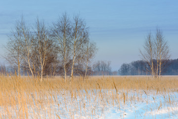 Winter landscape. A group of birches against the backdrop of a forest, a snow-covered field and blu sky.