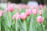 Fototapeta  - Colorful tulip field, summer flowerwith green leaf with blurred flower as background
