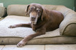 An old senior Chocolate Labrador Retriever dog surprised from sleep.