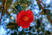 Closeup Of Red Begonia Flower