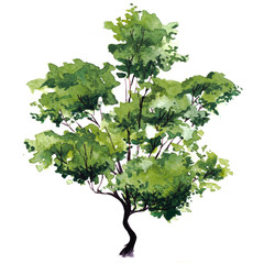 Green tree with leaves. Hand drawn watercolor painting,isolate on white background.Colorful splashing in the paper.It is wet texture with paint brushes stoke.Stylized summer tree. Eco design.