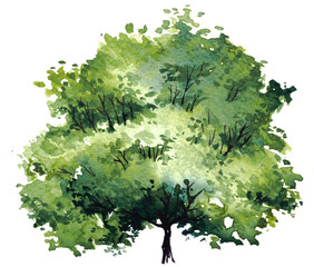 Green tree with leaves. Hand drawn watercolor painting,isolate on white background.Colorful splashing in the paper.It is wet texture with paint brushes stoke.Stylized summer tree. Eco design.