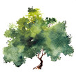 © NaPUN - Green tree with leaves. Hand drawn watercolor painting,isolate on white background.Colorful splashing in the paper.It is wet texture with paint brushes stoke.Stylized summer tree. Eco design.
