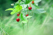 Red berrys ripe wild strawberry in the forest, on green grass background