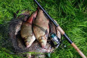 Two big freshwater common bream fish and fishing rod with reel on natural background..