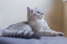 One Little Fat Cat Lying In Bed Look Up Outside Window, Cute Silver Tabby Scottish Fold Kitten Curiosity And Wonder Raise Head Up Looking To Outside, Domestic Pet Concept With Copy Space.