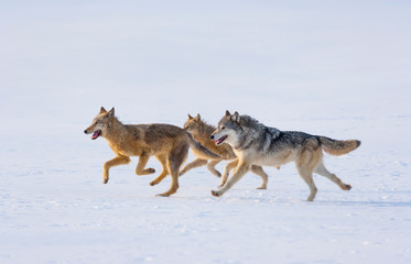 Gray wolf or grey wolf (Canis lupus)