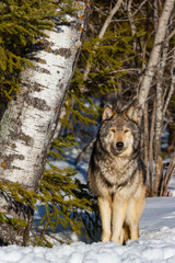 Gray wolf or grey wolf (Canis lupus)