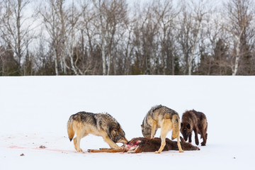 Gray wolf or grey wolf (Canis lupus)