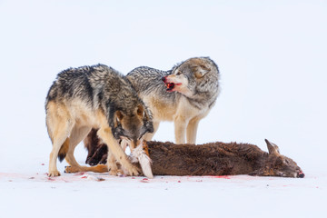 Gray wolf or grey wolf (Canis lupus)