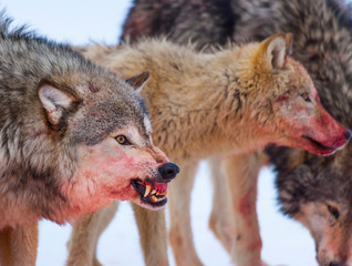 Gray wolf or grey wolf (Canis lupus)