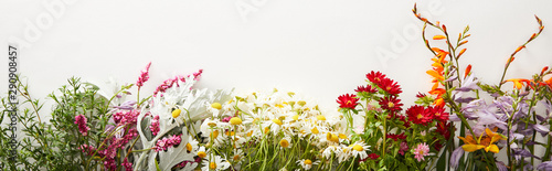 Fotomural panoramic shot of bunches of diverse wildflowers on white background with copy s