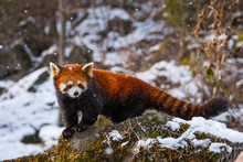 Red Panda (Ailurus Fulgens), Also Called Lesser Panda, Red Bear-cat, And Red Cat-bear