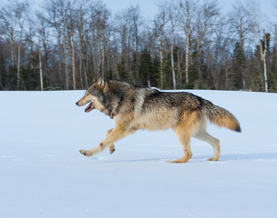 Gray wolf or grey wolf (Canis lupus)