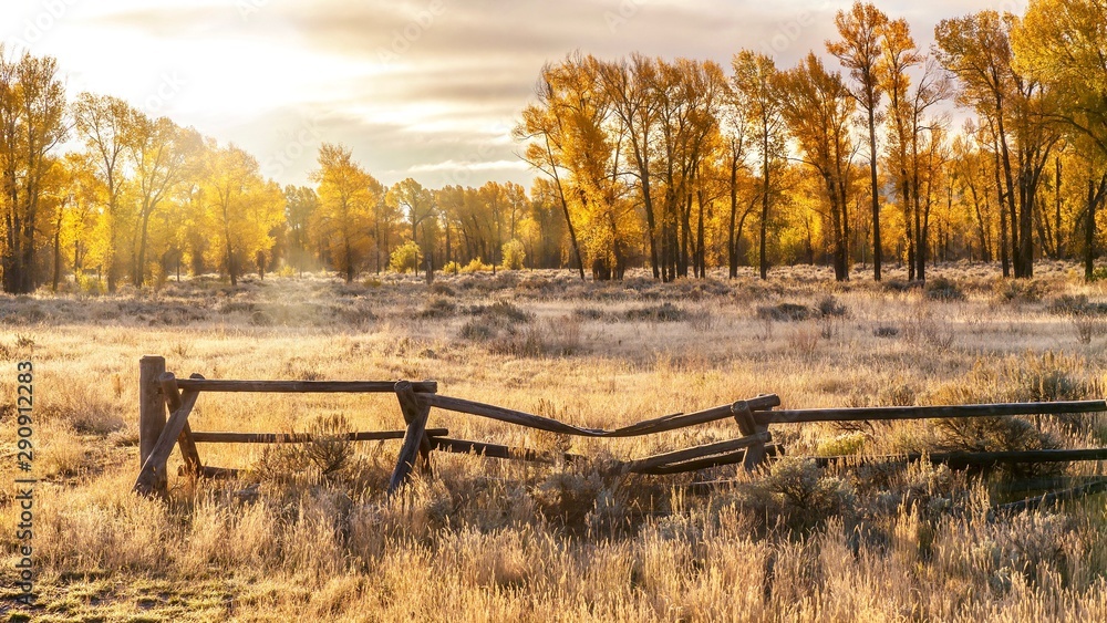 An autumn landscape scene in Jackson Hole, Wyoming, including an old style buck and rail wooden ranch fence and backlit cottonwood trees. - obrazy, fototapety, plakaty 