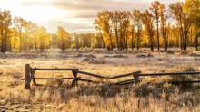 An Autumn Landscape Scene In Jackson Hole, Wyoming, Including An Old Style Buck And Rail Wooden Ranch Fence And Backlit Cottonwood Trees.