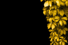 Golden Leaves Frame On Black Background Isolated Closeup, Yellow Autumn Foliage Of Girlish Grape Decorative Corner Border, Gold Fall Season Floral Natural Art Pattern On Dark Backdrop, Text Copy Space
