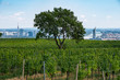 Güner Baum in Weingarten mit Blick auf Wien