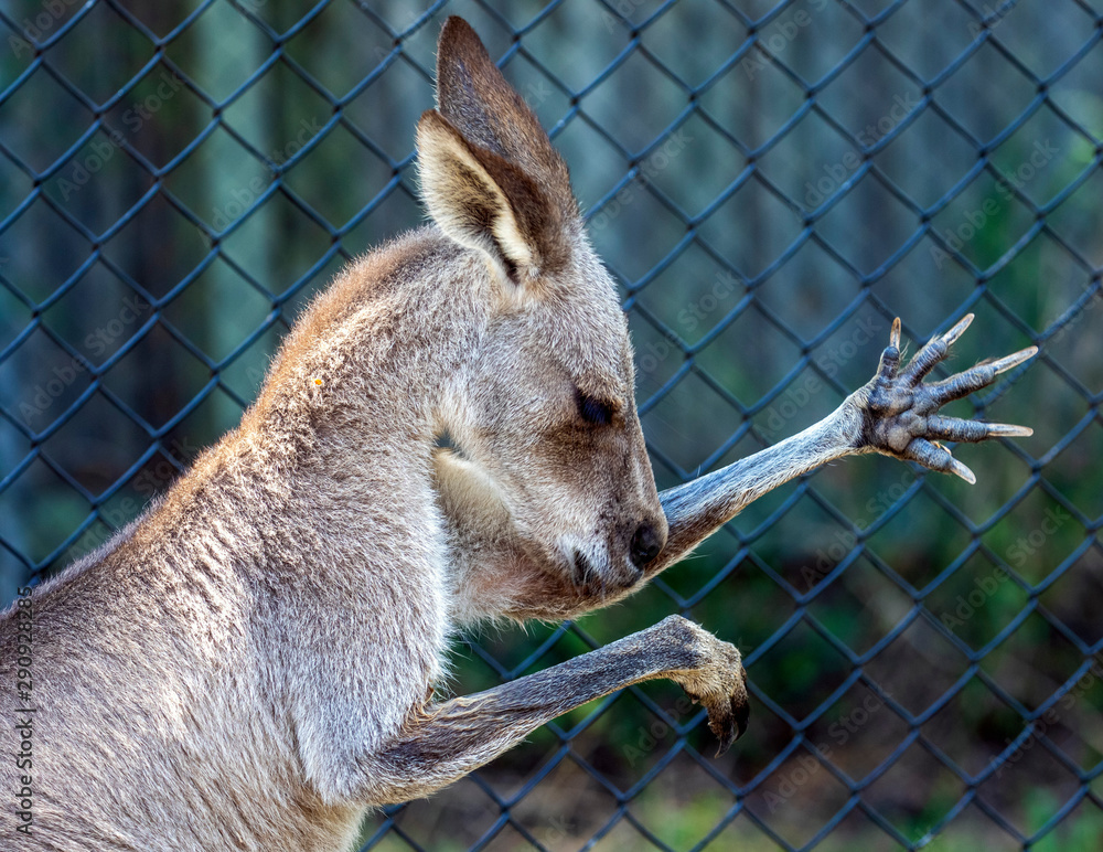 kangaroo in zoo stretching its fingers Stock Photo | Adobe Stock