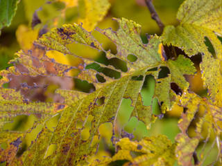 yellow and perforated autumn leaves, with a blurred background at the back