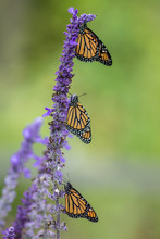 Monarch Butterfly Trio, Danaus Plexippus, On Blue Salvia Flowers, Portrait