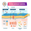 Fluid mosaic model vector illustration. Cell membrane structure infographic