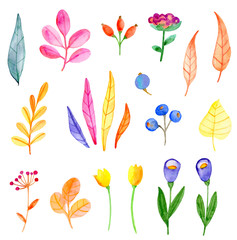 Poster - Set of vector watercolor flowers and leaves