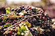 PUGLIA / ITALY -  SEPTEMBER 2019: Seasonal harvesting of Primitivo grapes in the vineyard