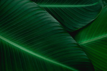  tropical banana leaf texture in garden, abstract green leaf, large palm foliage nature dark green background