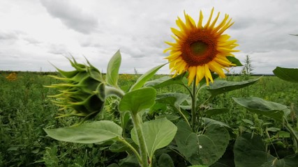Fotobehang - Beautiful field of sunflowers in the wind on a bright cloudy summer day with sky on farm. Scenic landscape agricultural land. Beauty nature, agriculture.