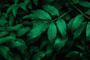 abstract dark green leaf texture, nature background, tropical leaf