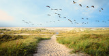 Fototapeta  - A Large flock of CanvasBacks Ducks Flying Over Wonderful dune beach landscape on the North Sea island Langeoog in Germany with a path,  sand and grass on a beautiful summer day, holidays in Europe.