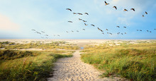 A Large Flock Of CanvasBacks Ducks Flying Over Wonderful Dune Beach Landscape On The North Sea Island Langeoog In Germany With A Path,  Sand And Grass On A Beautiful Summer Day, Holidays In Europe.