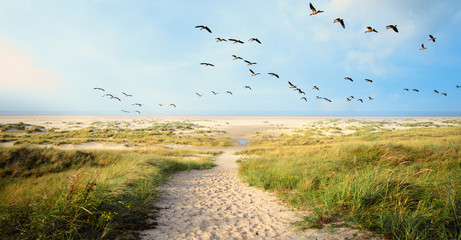 a large flock of canvasbacks ducks flying over wonderful dune beach landscape on the north sea islan