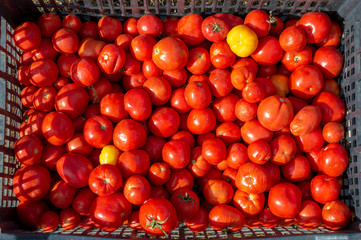 Red tomatoes in a box in the open air. Filled frame, top view.