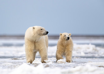 Wall Mural - Polar Bear Mom with cub, Kaktovik, Alaska USA