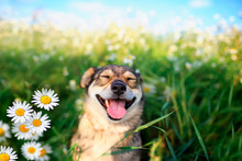 Portrait Of Cute Dog With Pretty Open Mouth And Tongue Sitting On Summer Sunny Warmth Blooming Meadow With Daisies
