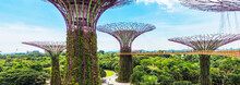 Supertree Grove In Garden By The Bay, Singapore.