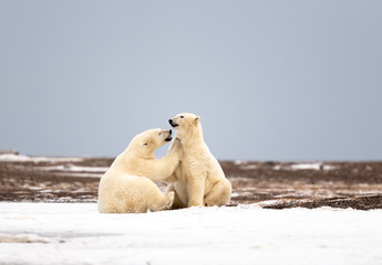 Wall Mural - Polar Bear Mom with Cub, Kaktovik Alaska USA