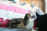 Fototapeta Koty - Calico cat with green eyes sitting on blue velvet couch, close up