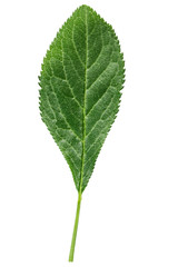 Wall Mural - green leaf of a plum