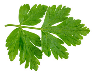 Sticker - Green leave of parsley isolated on white, top view