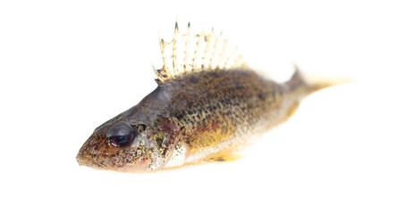 Wall Mural - Ruff fish isolated on a white background